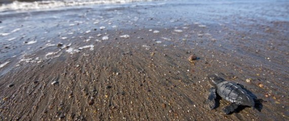 Hatchling Sea Turtle, Costa Rica